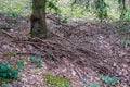 old dry broken tree trunks and stomps in forest Royalty Free Stock Photo