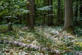 old dry broken tree trunks and stomps in forest Royalty Free Stock Photo