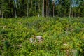 old dry broken tree trunks and stomps in forest Royalty Free Stock Photo