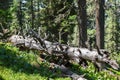 Old dry broken trees lay in coniferous forest. Altai Krai. Royalty Free Stock Photo