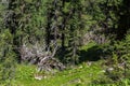 Old dry broken trees lay in coniferous forest. Altai Krai.