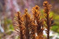 Old dry brown leaves of last year`s fern. Illuminated by the sunset Royalty Free Stock Photo