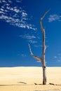 Old dry dead tree in a desert