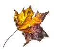 Old dry fallen autumn leaf Royalty Free Stock Photo