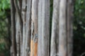 Old dry fence made of tree branches Royalty Free Stock Photo