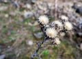 Old dry flower of Carlina plant Royalty Free Stock Photo