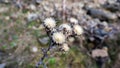 Old dry flower of Carlina plant Royalty Free Stock Photo