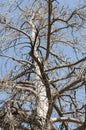 Old dry gnarled pine tree.