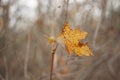 Old dry maple leaf on a tree branch. Autumn forest Royalty Free Stock Photo