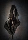 Old dry mulberry leaf ,texture or background , concept of age, death and decay .with copy space Royalty Free Stock Photo
