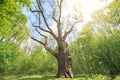 Old dry oak Royalty Free Stock Photo