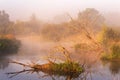Old dry oaks laying in water. Autumn foggy rural sunrise Royalty Free Stock Photo