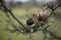 Old dry pear tree with black pears in autumn garden. Blurred green bokeh