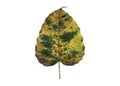 old and dry peepul leaf Royalty Free Stock Photo