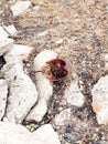 Old dry shell of Horseshoe crab in Florida