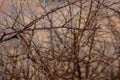 Old dry thorny bushes in a jungle