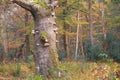 Old tree in autumn forest Royalty Free Stock Photo