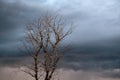 Old dry tree on the background of a gloomy stormy sky with clouds. Beautiful natural background Royalty Free Stock Photo