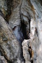 Old dry tree, bark texture, hollow. Close-up Royalty Free Stock Photo