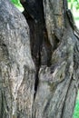 Old dry tree, bark texture, hollow. Close-up Royalty Free Stock Photo