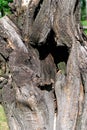Old dry tree, bark texture, hollow. Close-up Royalty Free Stock Photo