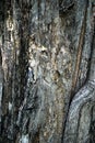 Old dry tree, bark texture, hollow. Close-up Royalty Free Stock Photo