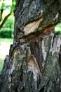 Old dry tree, bark texture, hollow. Royalty Free Stock Photo