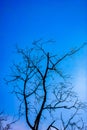 Old dry tree with branches and no leaves against a blue sky which can be used as a background, abstract green leaf on blue sky Royalty Free Stock Photo