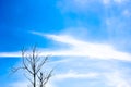 Old dry tree with branches and no leaves against a blue sky which can be used as a background, abstract green leaf on blue sky Royalty Free Stock Photo