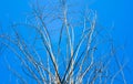 Old dry tree with branches and no leaves against a blue sky which can be used as a background, abstract green leaf on blue sky Royalty Free Stock Photo