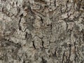 old dry tree brown bark background and tree bark wooden texture, close up of the tree bark Royalty Free Stock Photo