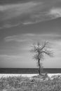 The old dry tree grows on the sea beach Royalty Free Stock Photo