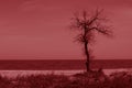 Old dry tree grows on the sea beach, red tone Royalty Free Stock Photo