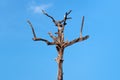 Old dry tree silhouette in blue sky background, Royalty Free Stock Photo