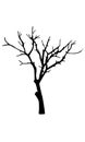 Old dry tree silhouette Royalty Free Stock Photo