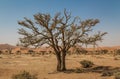 Old dry tree in Sossusvlei, Namibia Royalty Free Stock Photo
