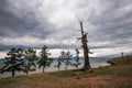 An old dry tree stands on the sandy shore of Lake Baikal with several more green trees. Closeup. Birds fly seagulls.