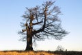 An old  dry tree on top of the hill when the sun goes down Royalty Free Stock Photo