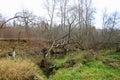 Old dry trees near the bank of a small river Royalty Free Stock Photo