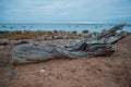 Old and dry twisted tree against the sea in the evening Royalty Free Stock Photo