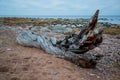Old and dry twisted tree against the sea in the evening Royalty Free Stock Photo
