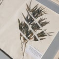 Open book with herbarium page. Old dry up herbs. Royalty Free Stock Photo