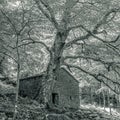 Old dry walls house with a big tree in the woods