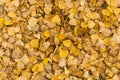 Old dry yellow fallen leaves on the ground. Background texture Royalty Free Stock Photo