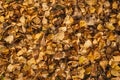 Old dry yellow fallen leaves on the ground. Background texture Royalty Free Stock Photo