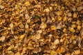 Old dry yellow fallen leaves on the ground. Background texture Royalty Free Stock Photo