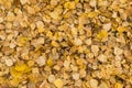 Old dry yellow fallen leaves on the ground. Background texture Royalty Free Stock Photo