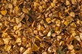 Old dry yellow fallen leaves on the ground. Background texture Royalty Free Stock Photo