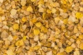 Old dry yellow fallen leaves on the ground. Background texture Royalty Free Stock Photo