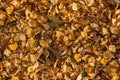 Old dry yellow fallen leaves on the ground. Background texture Royalty Free Stock Photo